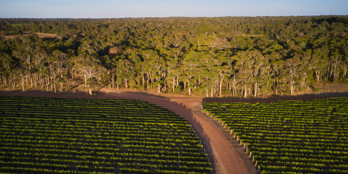 Overstory 2023 Elliot Ramsay xlightco 0617 copy