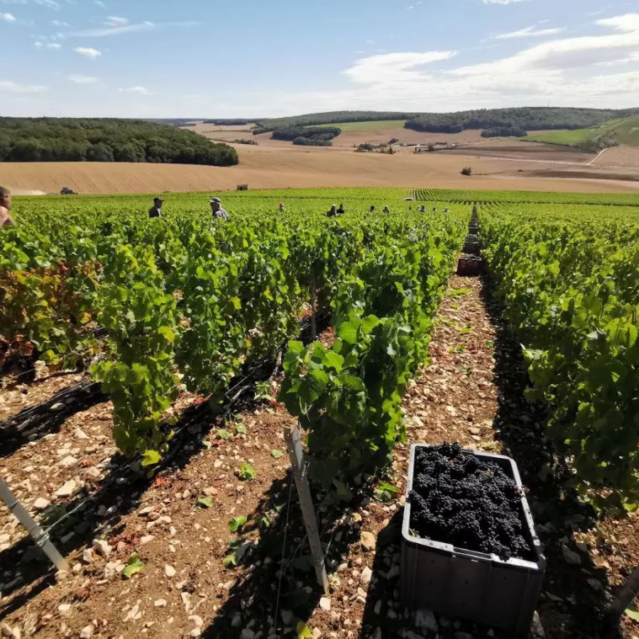 Duval vineyard