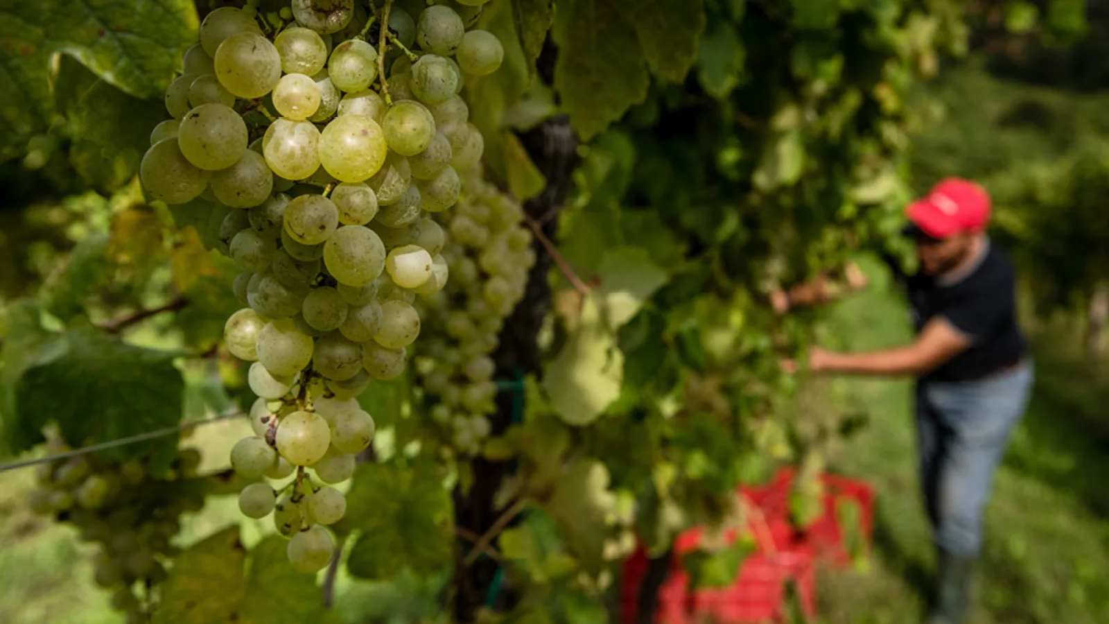 Vino9