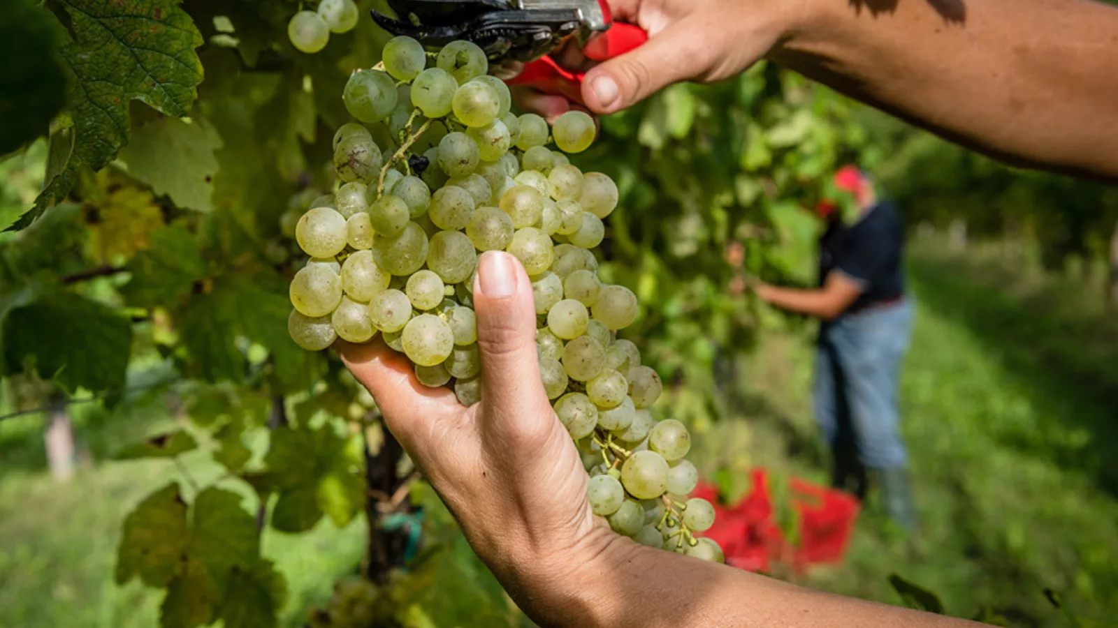 Vino10