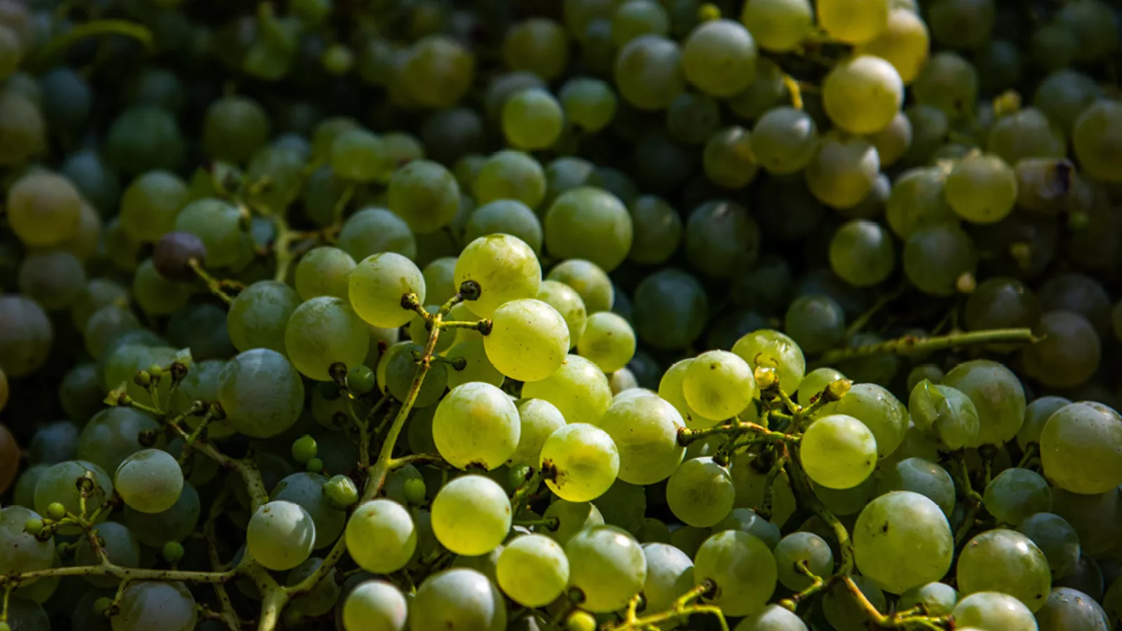 Vino12