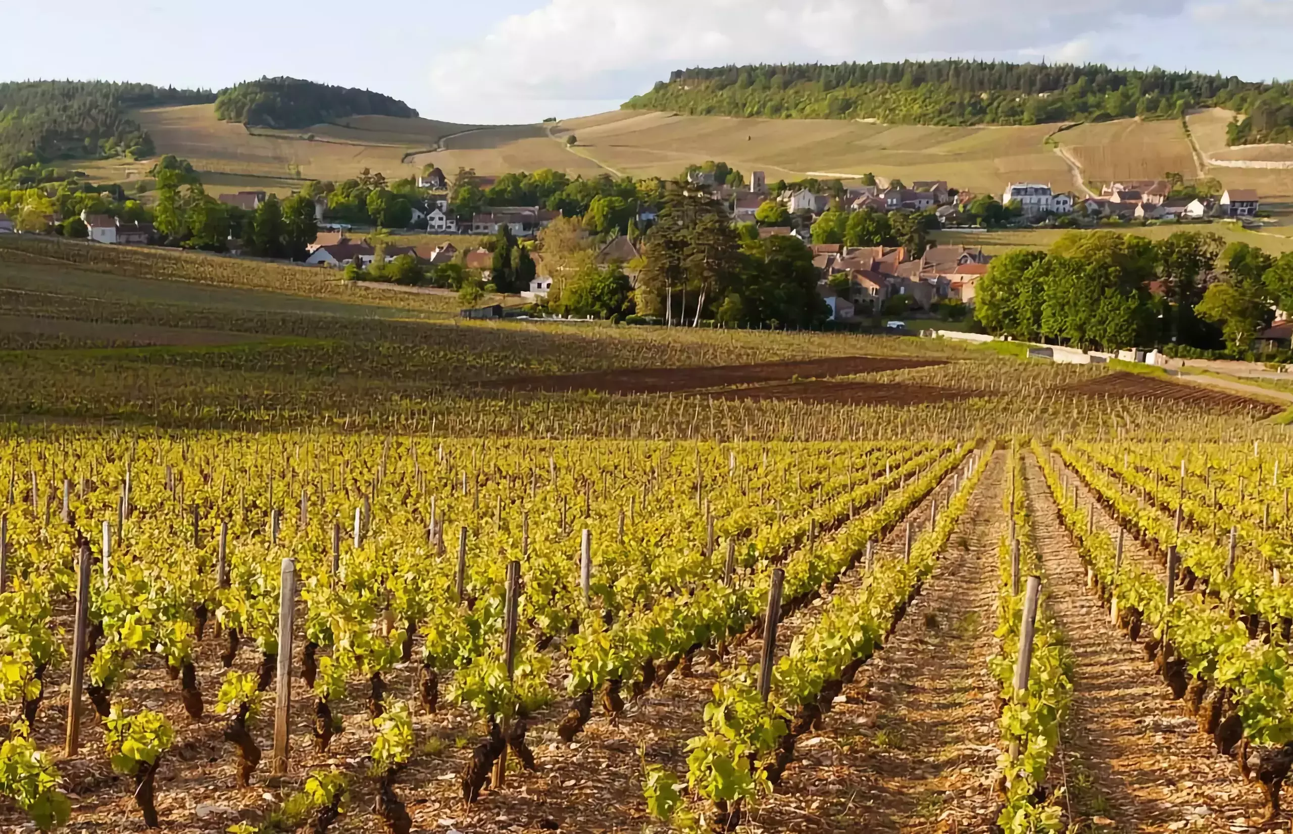 Bourgogne vigne 1024x661