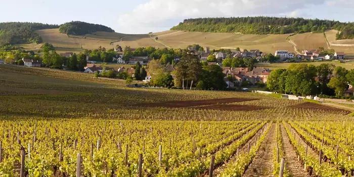 Bourgogne vigne 1024x661