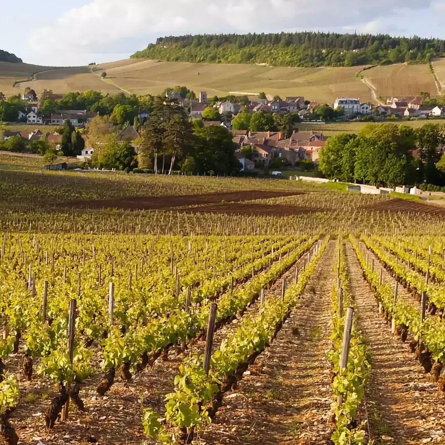 Bourgogne vigne 1024x661