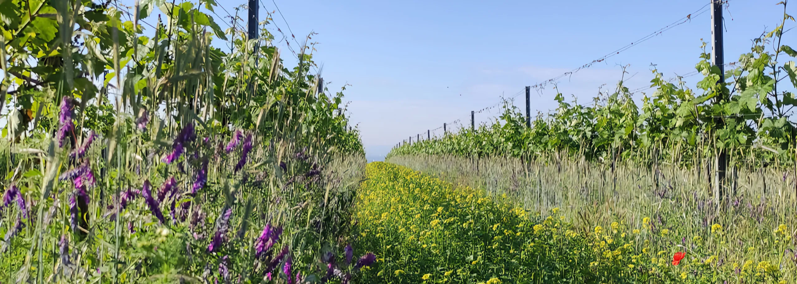 Eschenhof holzer hero