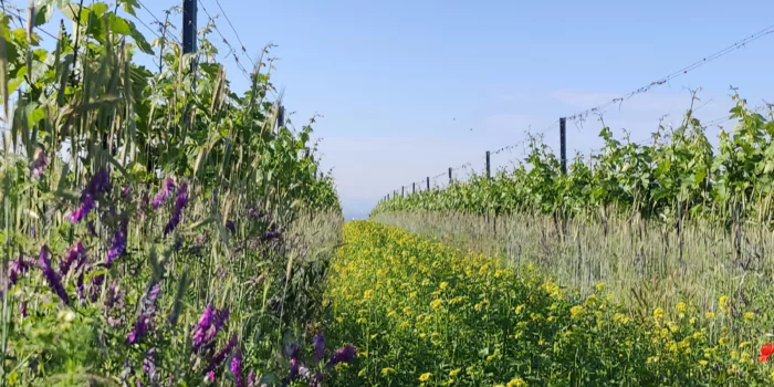 Eschenhof holzer hero