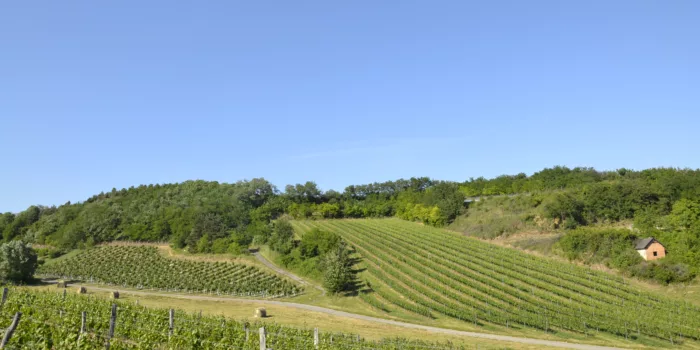 Burgstall sonnensteig welschriesling