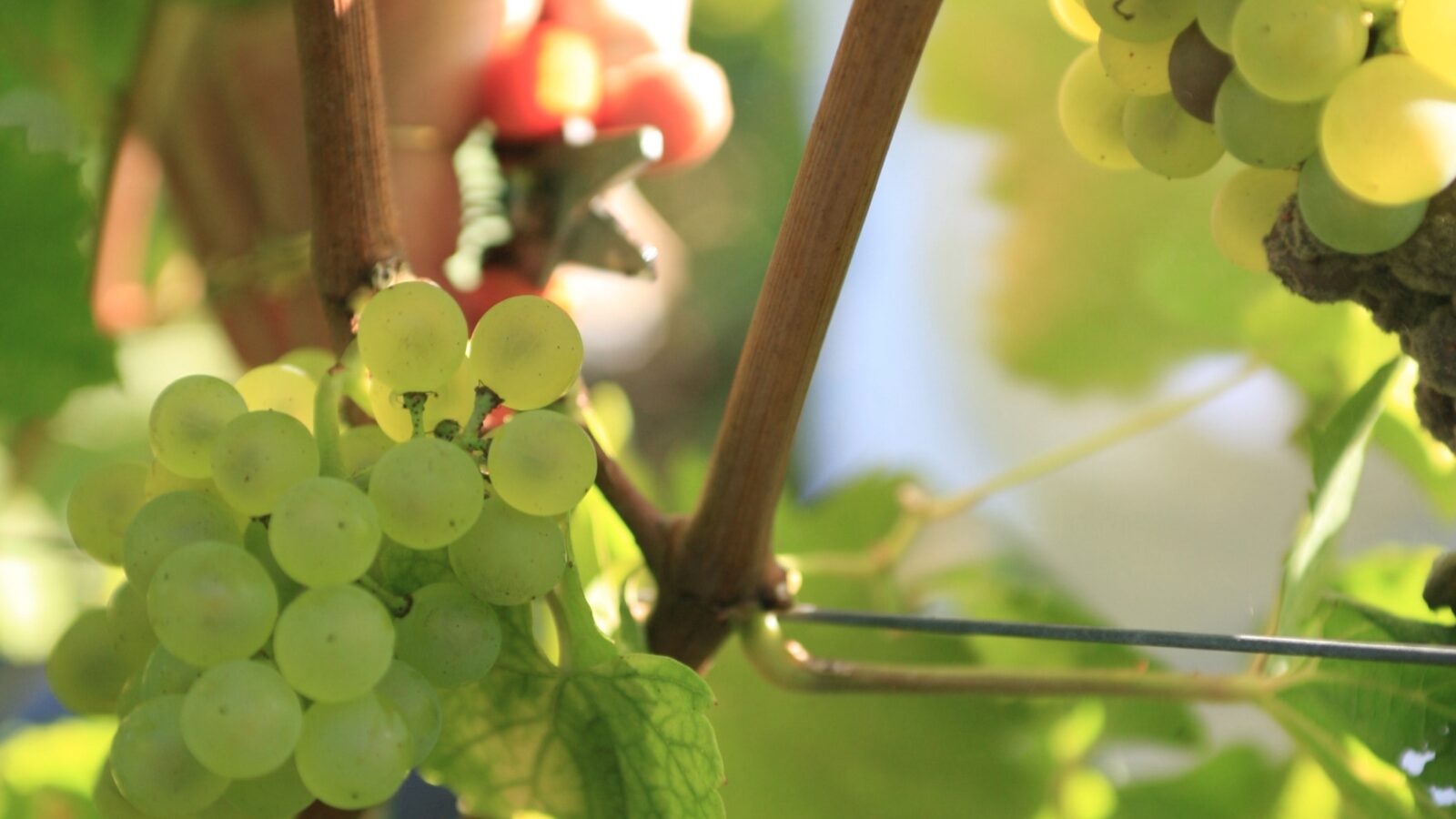 CHARDONNAY AT THE HARVEST
