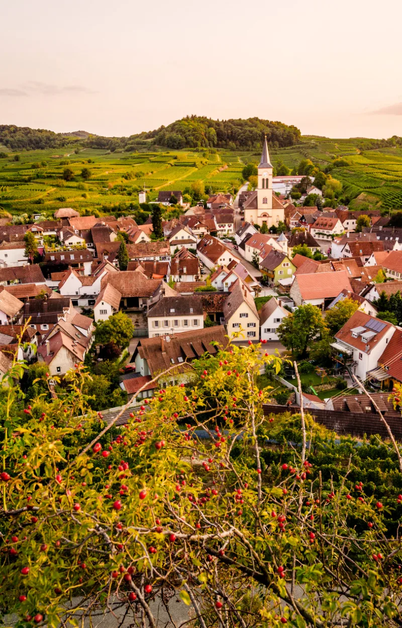Salwey2017 Oberrotweil2 1