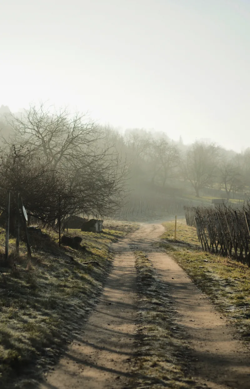 Vineyard Stroll 2